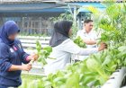 Hijau dan Produktif! Rutan Balikpapan Panen Pakcoy untuk Dukung Ketahanan Pangan, Bukti Kemandirian Warga Binaan